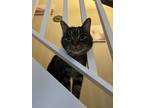 Adopt Kai a Brown Tabby Domestic Shorthair / Mixed (short coat) cat in Lisle