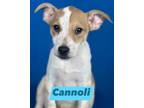 Adopt CANNOLI a White Mixed Breed (Small) / Mixed dog in Port Allen