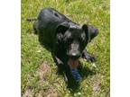 Adopt Mavis a Black Labrador Retriever / Mixed dog in CONVERSE, TX (41155487)