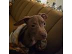 Adopt (Thumpe)Lina a Brown/Chocolate - with White American Pit Bull Terrier /