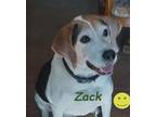 Adopt Zack a Tricolor (Tan/Brown & Black & White) Hound (Unknown Type) / Mixed