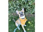 Adopt Cash a Tan/Yellow/Fawn Mixed Breed (Large) / Mixed dog in Oklahoma City