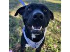 Adopt Macie a Black Labrador Retriever / Mixed dog in Bryan, TX (40417913)