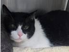 Adopt Archie a All Black Domestic Shorthair / Domestic Shorthair / Mixed cat in