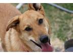 Adopt Opal/Wednesday a Collie / Shepherd (Unknown Type) dog in Wichita Falls