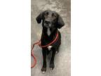 Adopt Penne a Black Retriever (Unknown Type) / Mixed dog in Moncks Corner