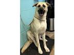 Adopt Nirvana a Tan/Yellow/Fawn German Shepherd Dog / Mixed dog in San Marcos