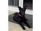 Adopt Pickles a Black Shepherd (Unknown Type) / Mixed Breed (Medium) / Mixed