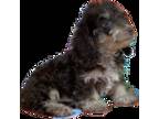 Dachshund Puppy for sale in Sebring, FL, USA