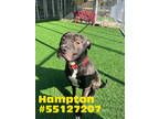 Adopt Hampton a Black American Pit Bull Terrier / Mixed Breed (Medium) / Mixed