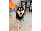 Adopt Nala a Black - with White Husky / Mixed dog in Phoenix, AZ (40899442)