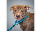 Adopt Raya a Red/Golden/Orange/Chestnut Mixed Breed (Large) / Mixed dog in