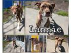 Adopt Lannie a Brindle Mixed Breed (Medium) / Mixed dog in Greenville