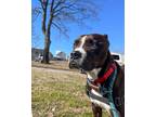 Adopt Meek a Plott Hound dog in Roanoke, VA (39689155)