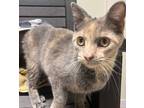 Adopt VIVIAN a Domestic Shorthair / Mixed (short coat) cat in Sandusky
