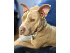 Adopt Butterscotch-Sweet as candy!!~ a Tan/Yellow/Fawn - with White American Pit