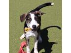 Adopt Ruckus a Mixed Breed (Medium) dog in Port Washington, NY (39240103)