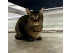 Adopt Olivia a Domestic Shorthair / Mixed (short coat) cat in Lagrange