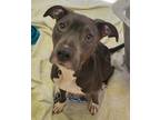 Adopt Piper a American Pit Bull Terrier / Mixed dog in Greeneville