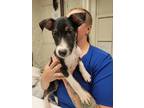 Adopt Rodeo a Mixed Breed (Medium) / Mixed dog in Fort Riley, KS (41152789)