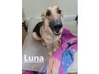 Adopt Luna a Shepherd (Unknown Type) / Mixed dog in Crystal Lake, IL (41160523)