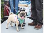 Adopt Pam *bonded to Jim* / Jim *bonded to Pam* a Pug / Mixed dog in Gardena