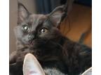 Adopt Foo-Foo - JM a All Black Domestic Longhair (long coat) cat in Cross