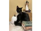 Adopt Humphrey - MT a Black & White or Tuxedo Domestic Shorthair / Mixed cat in
