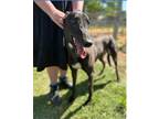 Adopt Cawbourne Oscar (Billie) a Greyhound / Mixed dog in Glen Ellyn