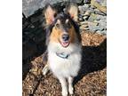 Adopt Larkspur ( purple flower) a Brown/Chocolate - with White Collie / Mixed
