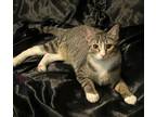 Adopt Pinkerton a Gray, Blue or Silver Tabby Domestic Shorthair (short coat) cat
