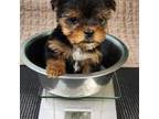 Yorkshire Terrier Puppy for sale in Magee, MS, USA