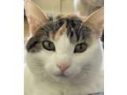 Adopt Friday a White Domestic Shorthair / Domestic Shorthair / Mixed cat in