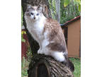 Adopt Saturday a White Domestic Mediumhair / Domestic Shorthair / Mixed cat in