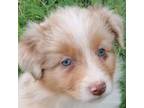 Australian Shepherd Puppy for sale in Murfreesboro, TN, USA