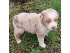 Australian Shepherd Puppy for sale in Murfreesboro, TN, USA