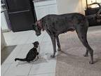 Adopt Koda a Merle Great Dane / Mixed dog in Phoenix, AZ (40470137)