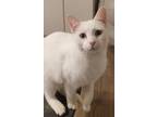 Adopt Naomi a White Domestic Shorthair (short coat) cat in Sykesville