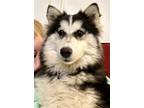 Adopt Minnie a Black - with White Siberian Husky / Mixed dog in Carrollton