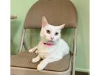 Adopt Willow a Domestic Shorthair / Mixed (short coat) cat in Lunenburg