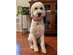 Adopt DAISY PEARL a White Goldendoodle / Poodle (Standard) / Mixed dog in