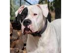 Adopt Gauge a Dogo Argentino dog in Windsor, CO (39199747)