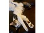 Adopt Vesper - Bonded with Jinx a White Domestic Shorthair (medium coat) cat in