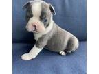 Boston Terrier Puppy for sale in Roanoke, VA, USA