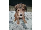 Adopt Lina a Red/Golden/Orange/Chestnut - with Black Goldendoodle / Mixed dog in
