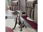 Italian Greyhound Puppy for sale in Nappanee, IN, USA