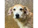 Adopt Griffin a Tan/Yellow/Fawn Airedale Terrier / Mixed dog in Lihue