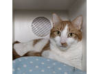 Adopt Rocky a Orange or Red Domestic Shorthair / Domestic Shorthair / Mixed cat