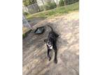 Adopt Kash a Labrador Retriever / Mixed dog in Portsmouth, VA (40919820)
