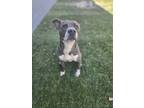 Adopt Blue Fish a American Pit Bull Terrier / Siberian Husky / Mixed dog in